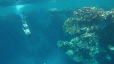 Dalın. Sualtı maskeli ve yüzgeçli adam denizin derinliklerine dalıyor. Mısır. Kızıl Deniz.