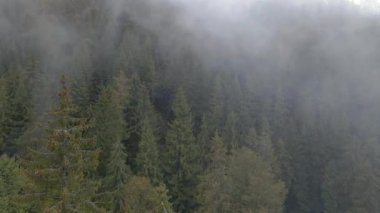 Orman. Sisli çam ormanı. Hava görünümü.