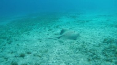 Stingray. Bir vatoz denizin dibinde yüzer. Mısır. Kızıl Deniz.