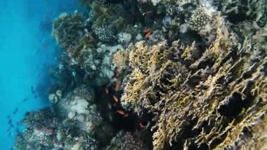 Mercanlar. Kızıl Deniz 'in mercanları. Mısır. Kızıl Deniz.