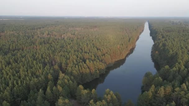 Flod Och Tallskog Flygbild — Stockvideo