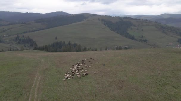 Shepherde Pastýř Pasou Ovce Letecký Pohled — Stock video