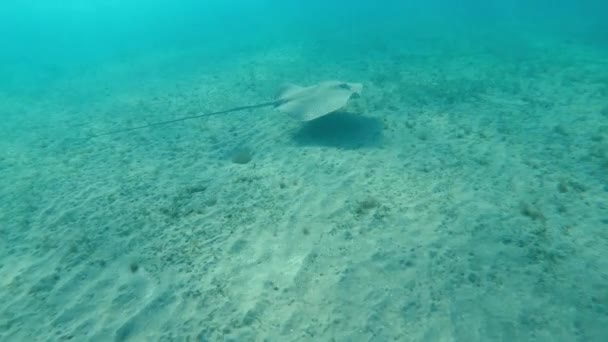 Stingray 一只黄貂鱼沿着海底游着 — 图库视频影像