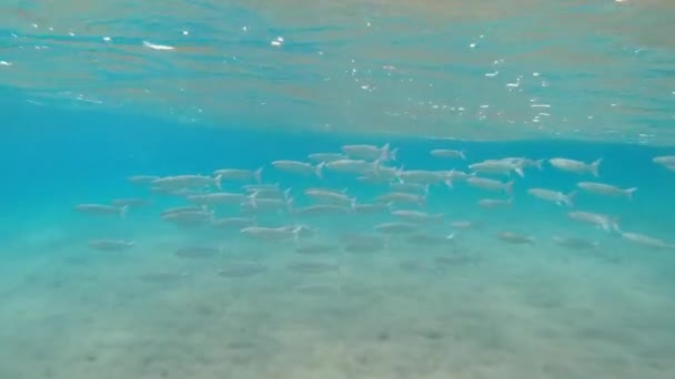 Havet Ett Fiskstim Simmar Havet Egypten Röda Havet — Stockvideo