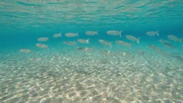 Mar Uma Escola Peixes Está Nadando Mar Egito Mar Vermelho — Vídeo de Stock