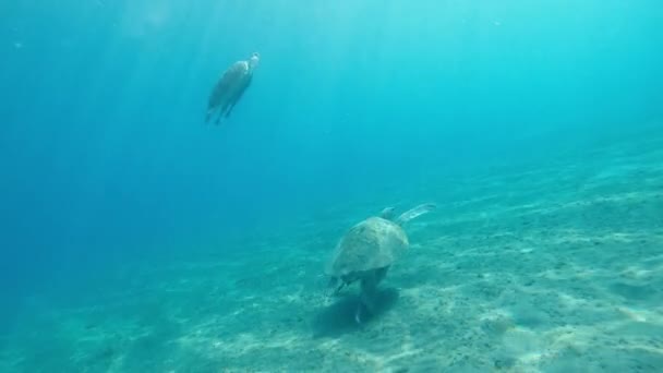 Θαλάσσιες Χελώνες Δύο Χελώνες Τρώνε Φύκια Στον Βυθό Της Θάλασσας — Αρχείο Βίντεο