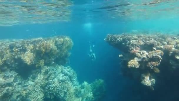 Tauchgang Der Mann Mit Der Unterwassermaske Und Den Flossen Taucht — Stockvideo