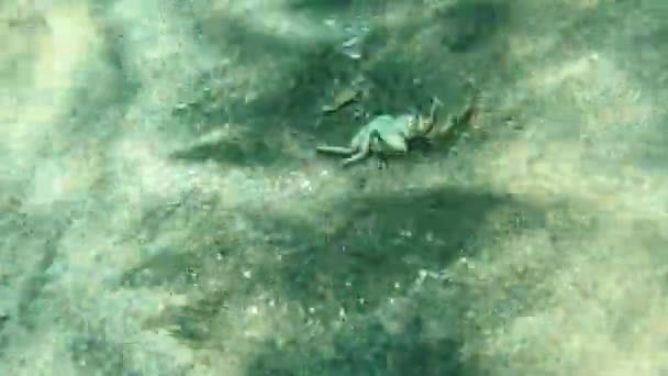 Krabben Eine Tote Krabbe Liegt Auf Dem Meeresgrund Ägypten Rotes — Stockvideo