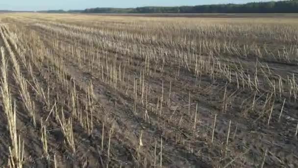 Een Veld Zonder Gewassen Luchtzicht — Stockvideo