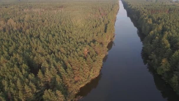 川と松林 空中風景 — ストック動画