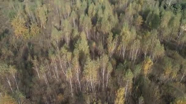 Μπιρτς Δέντρα Σημύδας Την Φθινοπωρινή Περίοδο Αεροφωτογραφία — Αρχείο Βίντεο