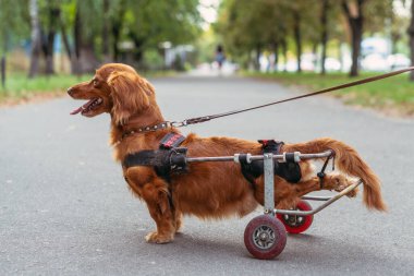 The dog is disabled. The dog is in a wheelchair. clipart