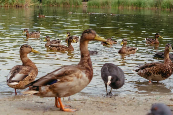 Ducks. Wild ducks swim in the pond.