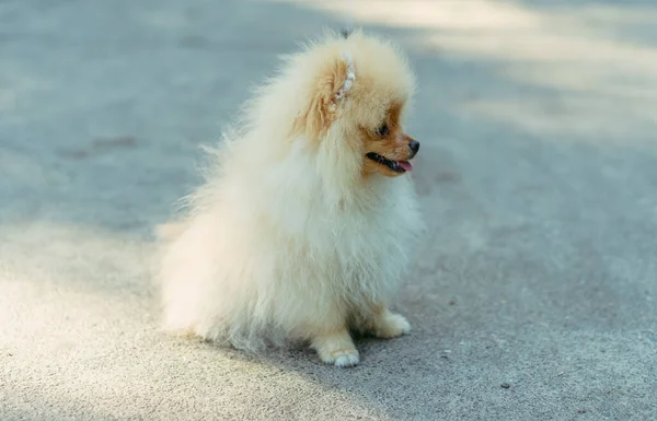 Dog Pomeranian Dog Sits Pavement — Stock Photo, Image