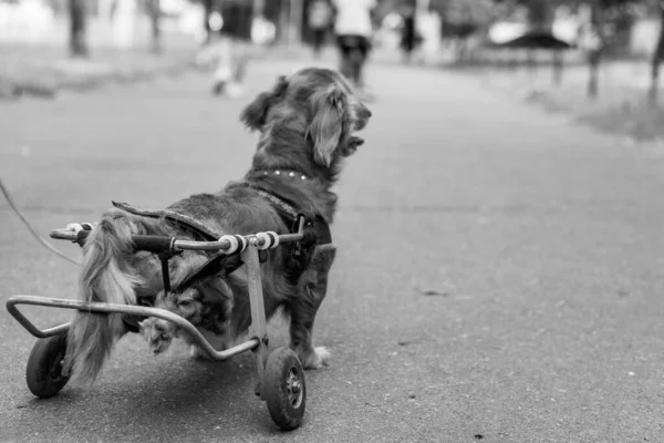 Pies Jest Niepełnosprawny Pies Jest Wózku — Zdjęcie stockowe