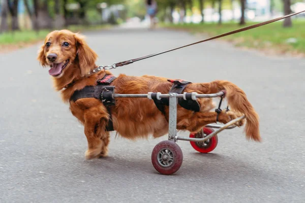 Dog Disabled Dog Wheelchair — Stock Photo, Image