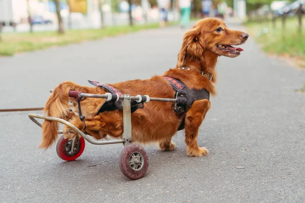 Dog Disabled Dog Wheelchair — Stock Photo, Image