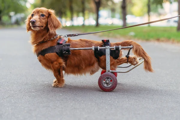 Dog Disabled Dog Wheelchair — Stock Photo, Image