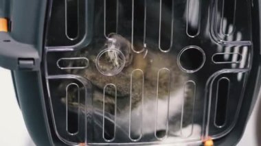 Kedi. Kedi nakliye kafesinde oturuyor..