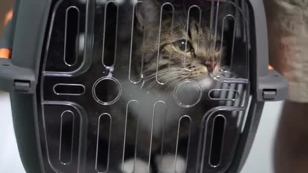 Кіт Кіт Сидить Транспортній Клітці — стокове відео