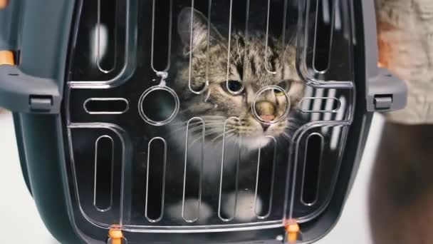 猫は輸送ケージに座っている — ストック動画