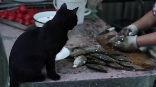 Clean Fish Cat Watches How Fish Peeled Husk — Stock Video