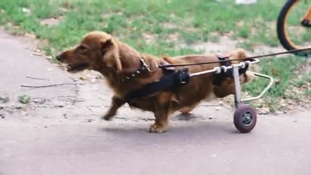 Σκύλος Είναι Ανάπηρος Σκύλος Είναι Αναπηρική Καρέκλα — Αρχείο Βίντεο