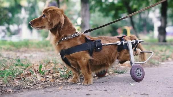Der Hund Ist Behindert Der Hund Sitzt Rollstuhl — Stockvideo