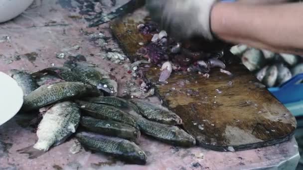 Peixe Limpo Gato Observa Como Peixes São Descascados Casca — Vídeo de Stock