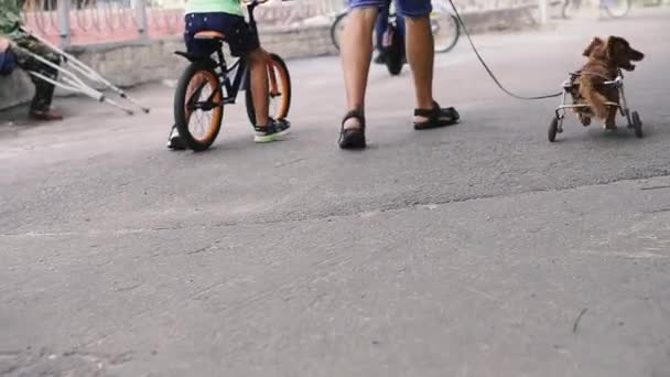 Cão Está Desativado Cão Está Numa Cadeira Rodas — Vídeo de Stock