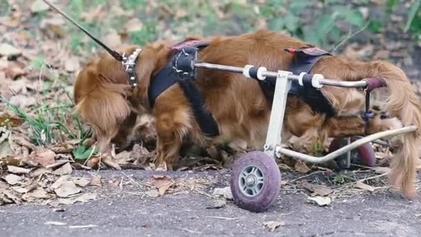 Chien Est Handicapé Chien Est Fauteuil Roulant — Video