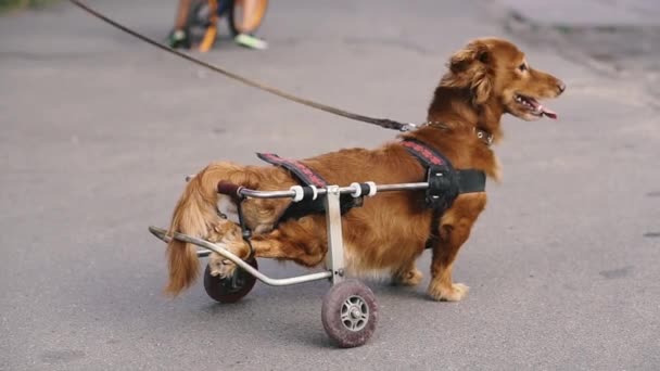 犬は無効になっている 犬は車椅子に乗っている — ストック動画