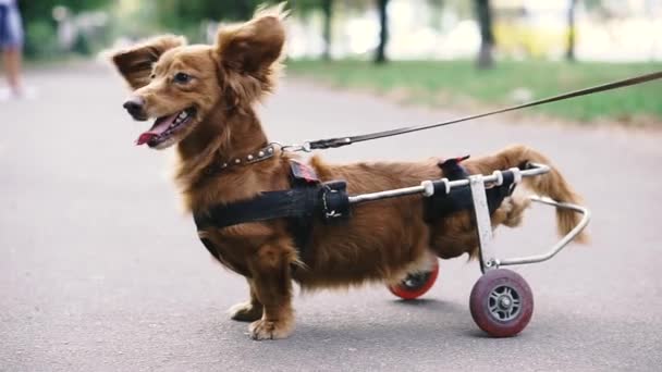 Der Hund Ist Behindert Der Hund Sitzt Rollstuhl — Stockvideo