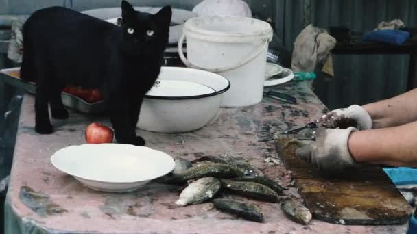 Clean Fish Cat Watches How Fish Peeled Husk — Stock Video