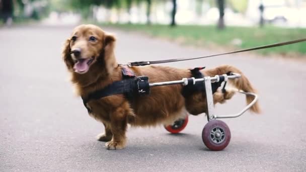 Cão Está Desativado Cão Está Numa Cadeira Rodas — Vídeo de Stock