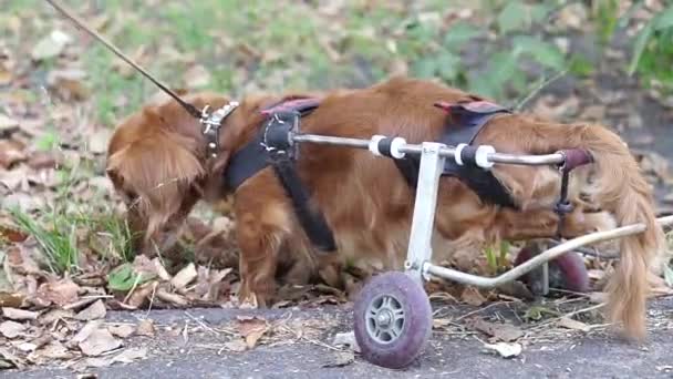 Cão Está Desativado Cão Está Numa Cadeira Rodas — Vídeo de Stock