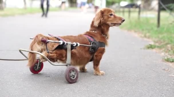 犬は無効になっている 犬は車椅子に乗っている — ストック動画