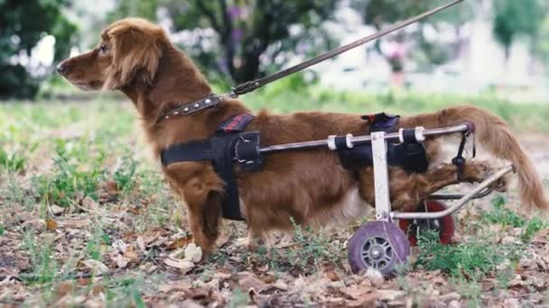 Pies Jest Niepełnosprawny Pies Jest Wózku — Wideo stockowe
