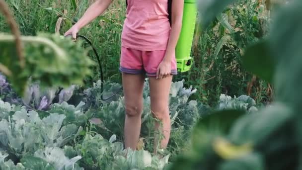 Beskärningsspruta Kvinna Sprayar Grödan Från Insekter — Stockvideo