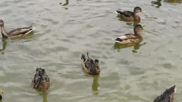 野鸭在池塘里游泳 — 图库视频影像