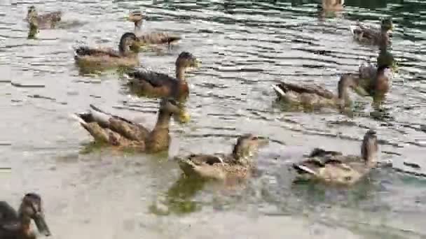 Patos Los Patos Salvajes Nadan Estanque — Vídeos de Stock