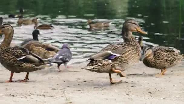 Ducks Wild Ducks Swim Pond — Stock Video