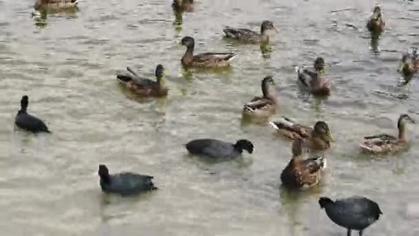 野鸭在池塘里游泳 — 图库视频影像