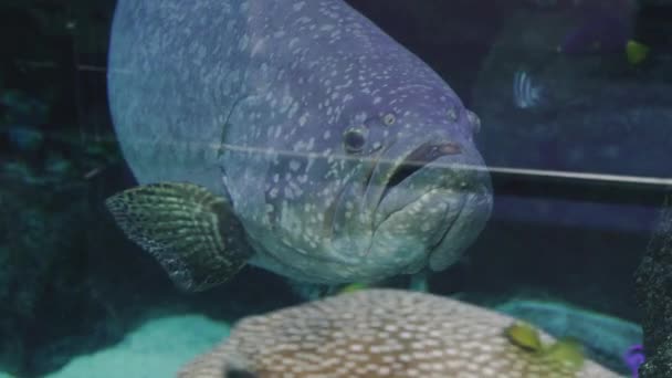 Peixe Marinho Peixe Grupo Nada Aquário — Vídeo de Stock