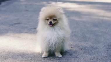 Köpek. Pomeranya köpeği kaldırımda oturur..