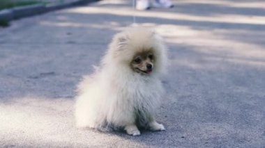 Köpek. Pomeranya köpeği kaldırımda oturur..