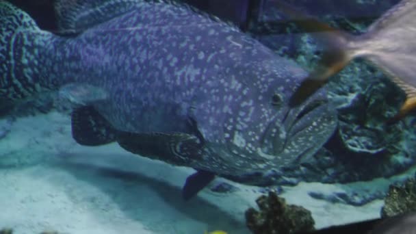 Sea Fish Grouper Fish Swims Aquarium — Stock Video