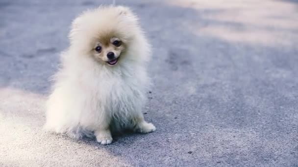 Cão Pomeranian Cão Senta Pavimento — Vídeo de Stock