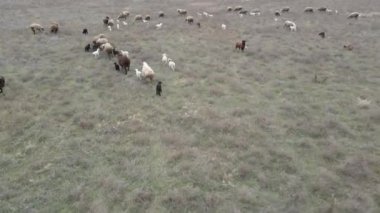Koyunlar. Koyun çayırda otluyor. Hava görünümü.