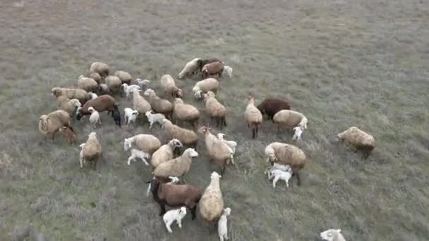 Sheeps Sheep Graze Meadow Aerial View — Stock Video